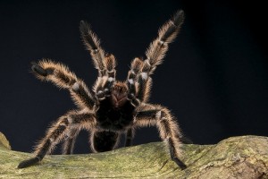 tarantula