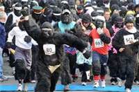 austin-gorillas