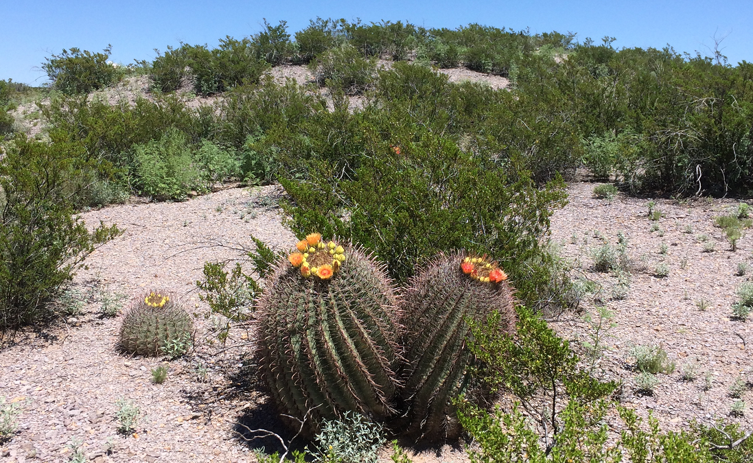 barrel-cactus-in-bloom