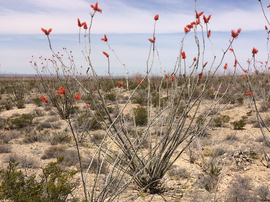 ocotillos