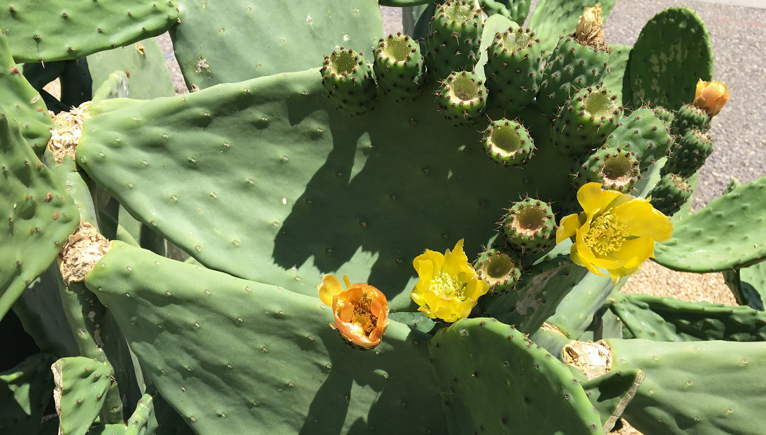 pear-cactus