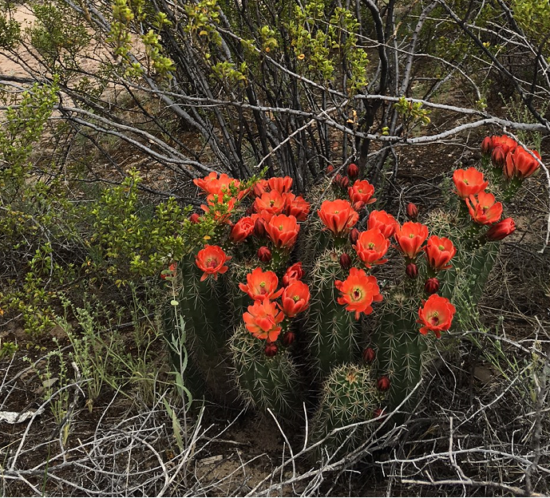 Spring Blooms in the Desert
