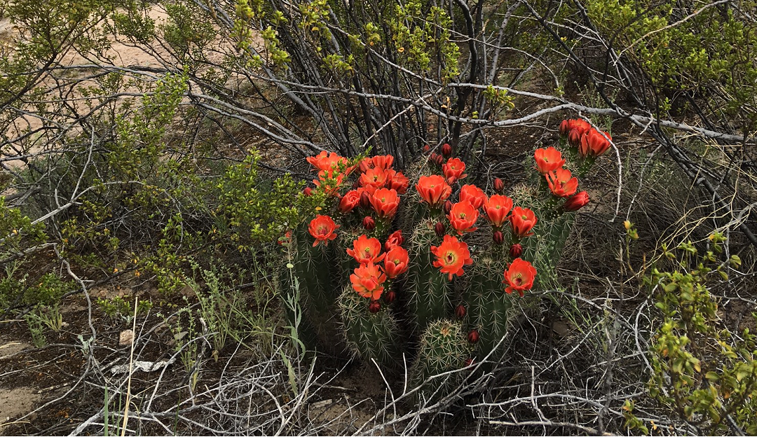 Spring Blooms in the Desert