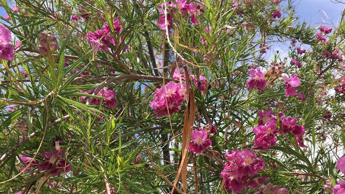 river willow
