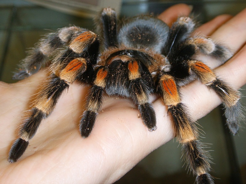 tarantula hunting
