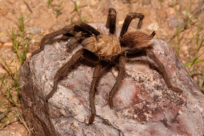 Desert Blonde Tarantula (Aphonopelma Chalcodes) on a rock