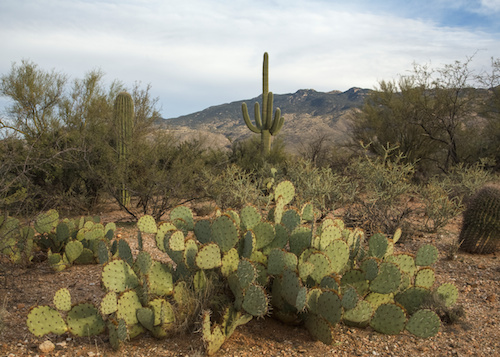 Saguaro and prickly pear cacti in Arizona's Saguaro National Park